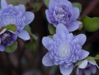 Full double pale lavender blue flowers
